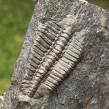 Ptychoparia striata